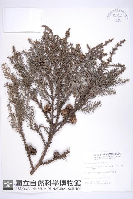 柳杉藏品圖，第1張