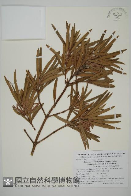 大葉羅漢松藏品圖，第1張