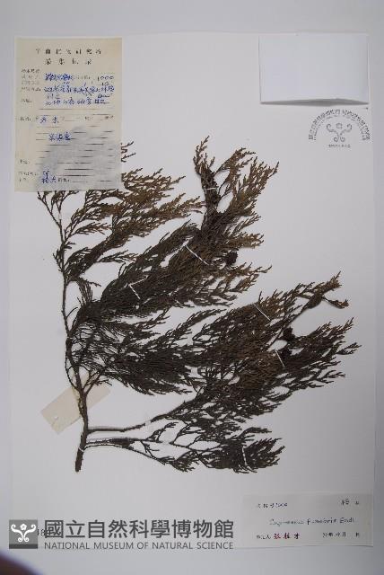 柏木、柏樹藏品圖，第1張