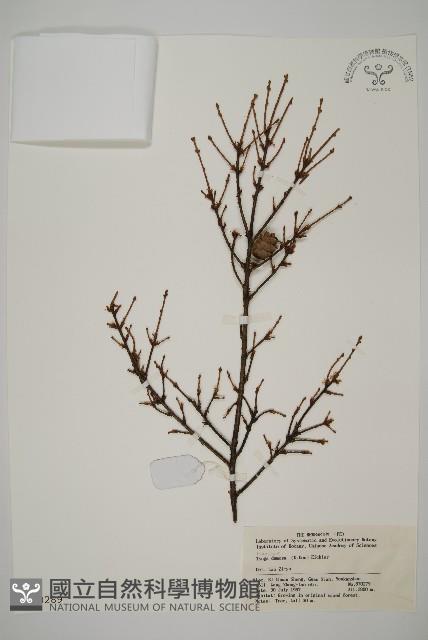 雲南鐵杉藏品圖，第1張