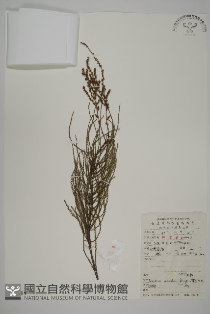 池杉藏品圖，第1張