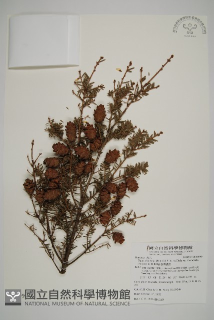 臺灣鐵杉藏品圖，第1張