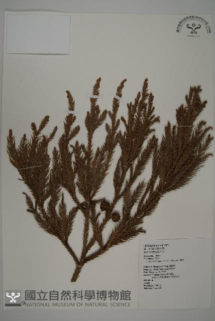 柳杉藏品圖，第1張