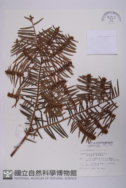 臺灣粗榧、台灣三尖杉藏品圖，第1張