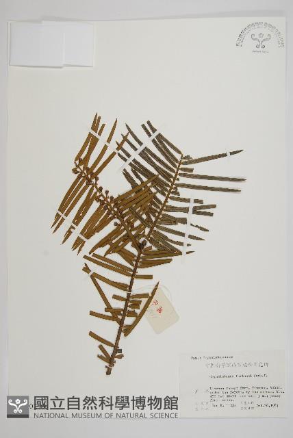 三尖杉藏品圖，第1張