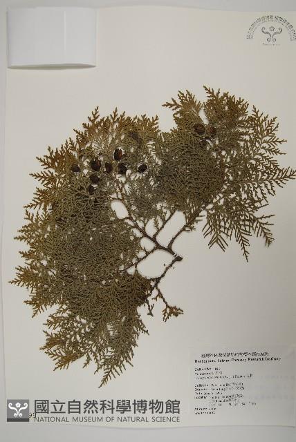 側柏藏品圖，第1張