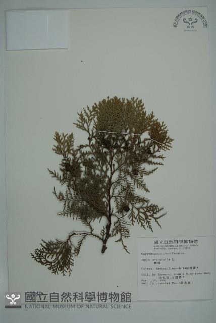 側柏藏品圖，第1張