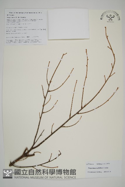雲南鐵杉藏品圖，第1張