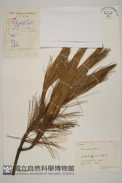 馬尾松藏品圖，第1張