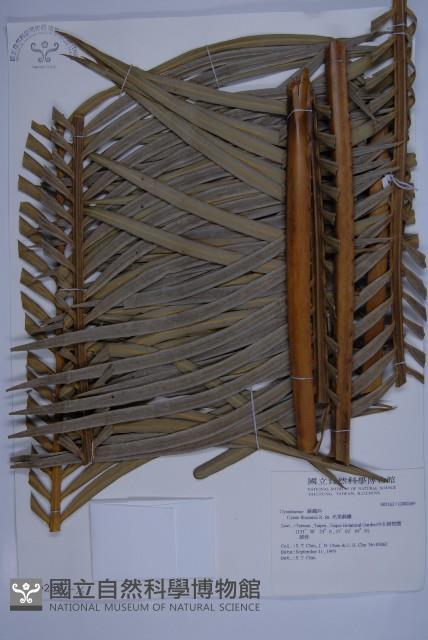 光果蘇鐵藏品圖，第1張