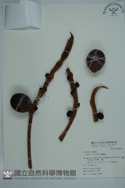 光果蘇鐵藏品圖，第1張