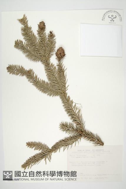 巒大杉、香杉藏品圖，第1張