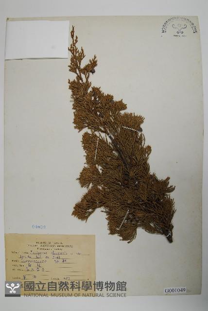 龍柏藏品圖，第1張