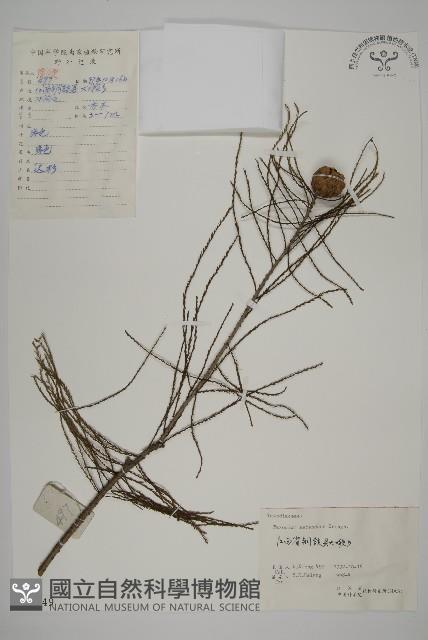 池杉藏品圖，第1張