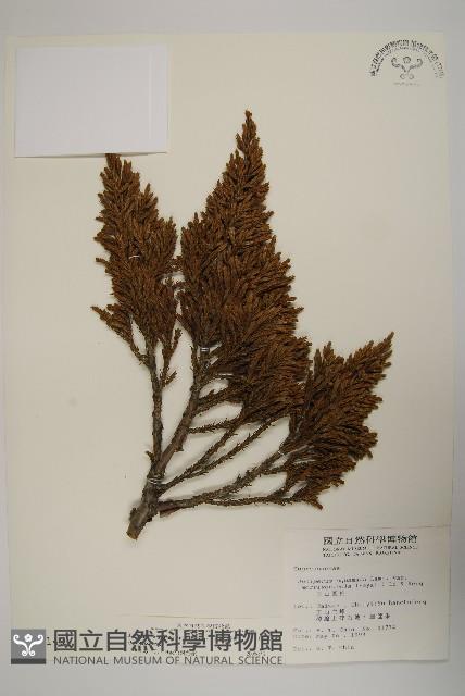 香青藏品圖，第1張