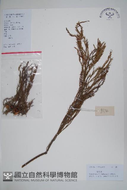 落羽松、美國水松藏品圖，第1張