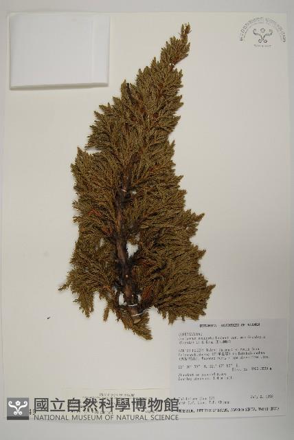 香青藏品圖，第1張