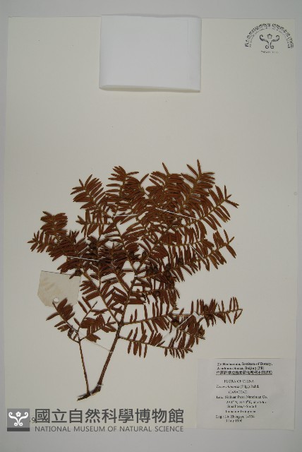 紅豆杉藏品圖，第1張
