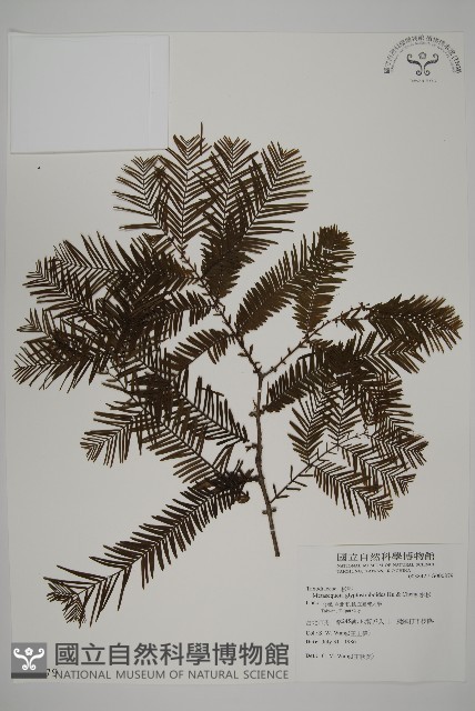 水杉藏品圖，第1張