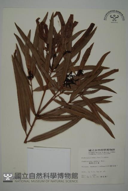 桃實百日青藏品圖，第1張