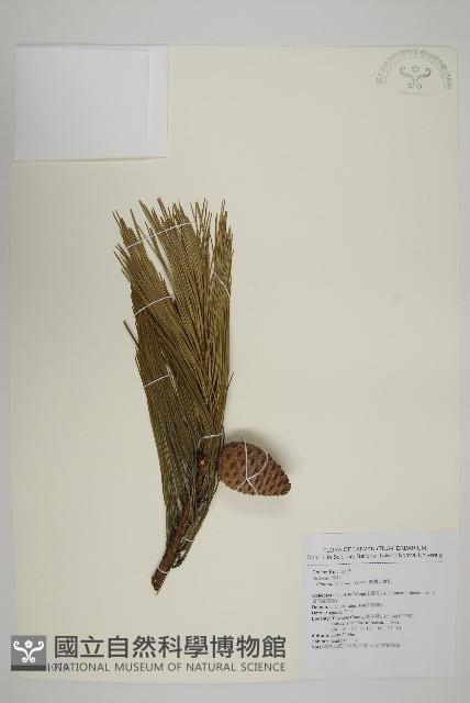 臺灣二葉松藏品圖，第1張