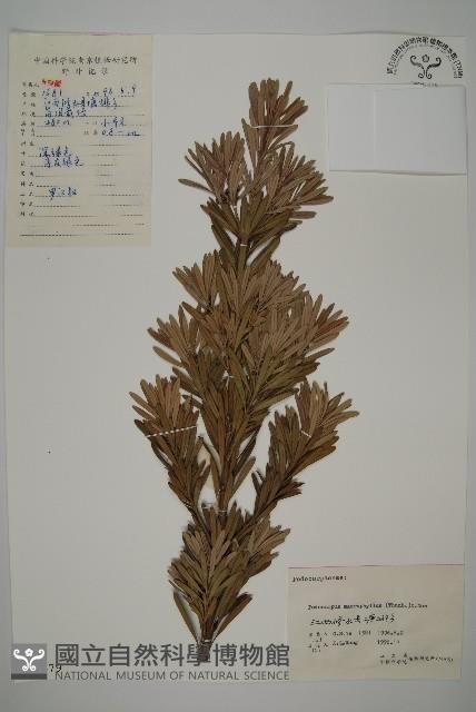 大葉羅漢松藏品圖，第1張