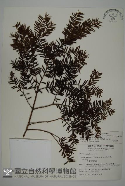 臺灣紅豆杉、紫杉、南方紅豆杉藏品圖，第1張