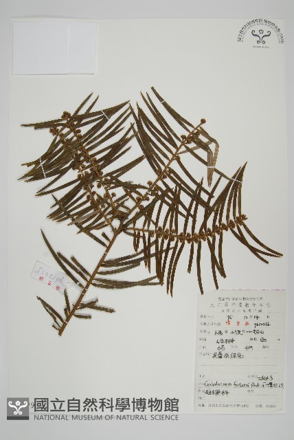 三尖杉藏品圖，第1張