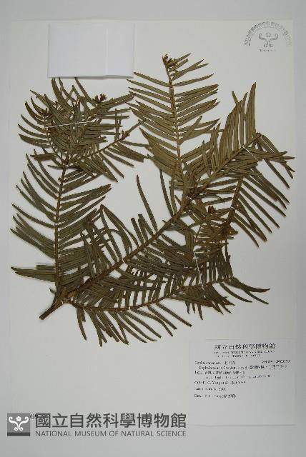 臺灣粗榧、台灣三尖杉藏品圖，第1張