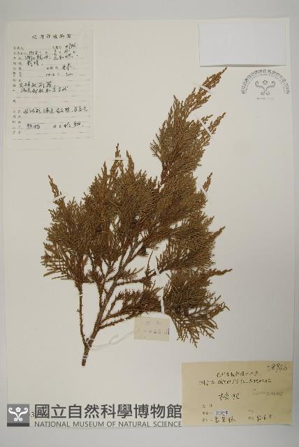 檜柏藏品圖，第1張