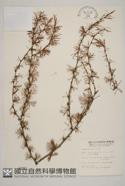 日本落葉松藏品圖，第1張