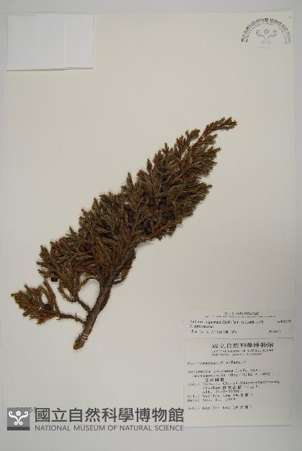 香青藏品圖，第1張