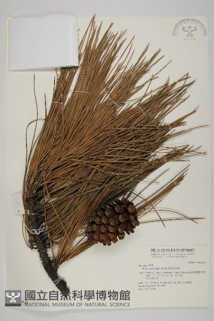 加拿利刺松藏品圖，第1張