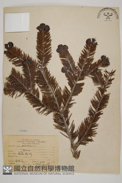 臺灣冷杉藏品圖，第1張