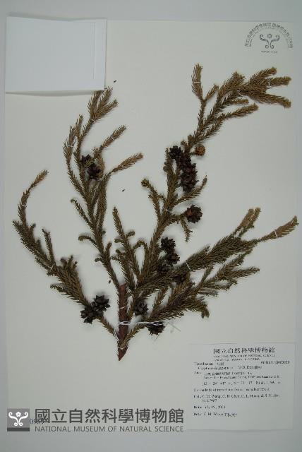 柳杉藏品圖，第1張