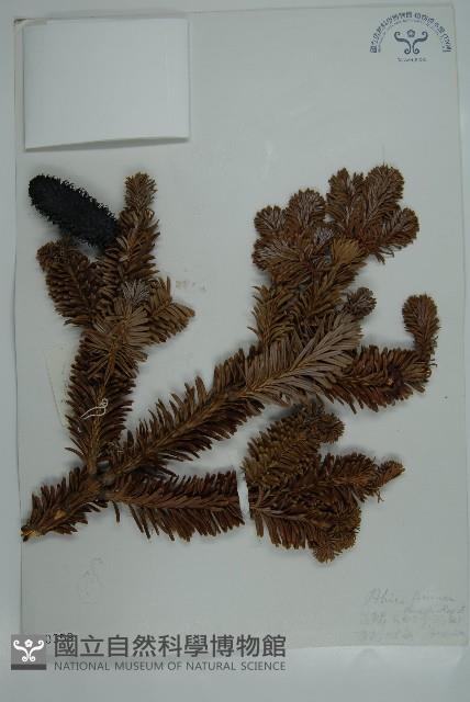 中甸冷杉藏品圖，第1張