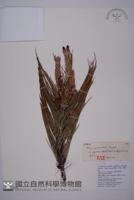 地盤松藏品圖，第1張