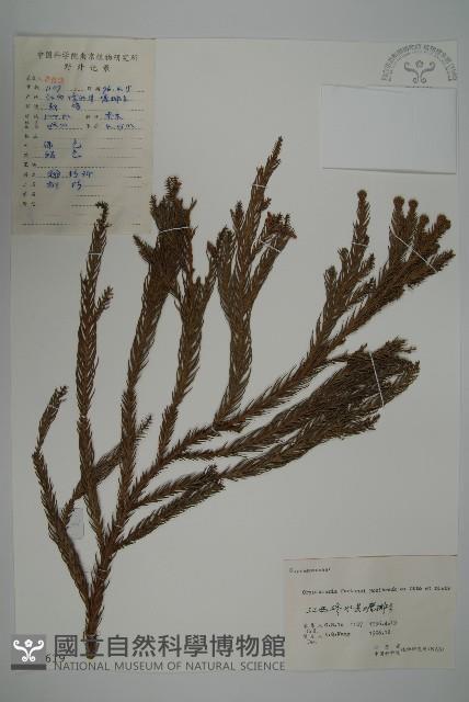 柳杉藏品圖，第1張