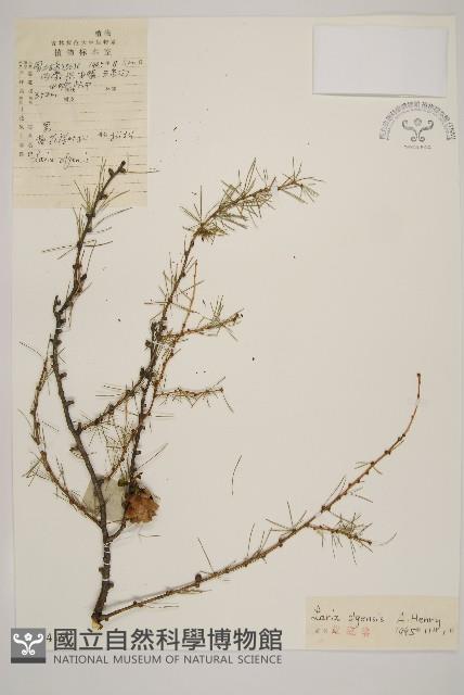 長白落葉松藏品圖，第1張