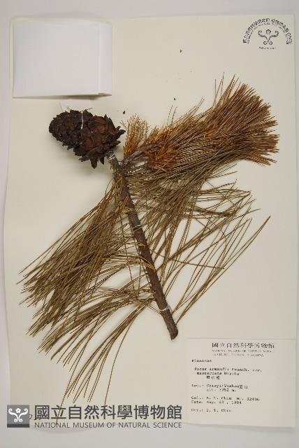 臺灣華山松藏品圖，第1張