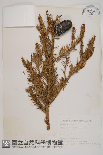 臺灣冷杉藏品圖，第1張