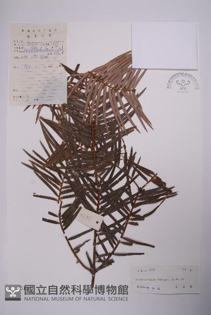 三尖杉藏品圖，第1張