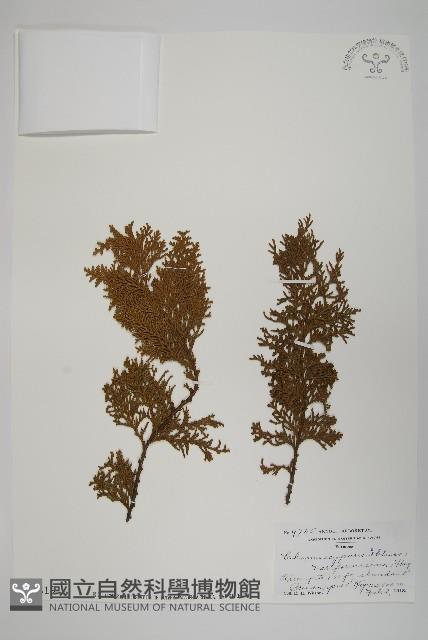 臺灣扁柏藏品圖，第1張