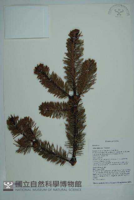 蒼山冷杉藏品圖，第1張