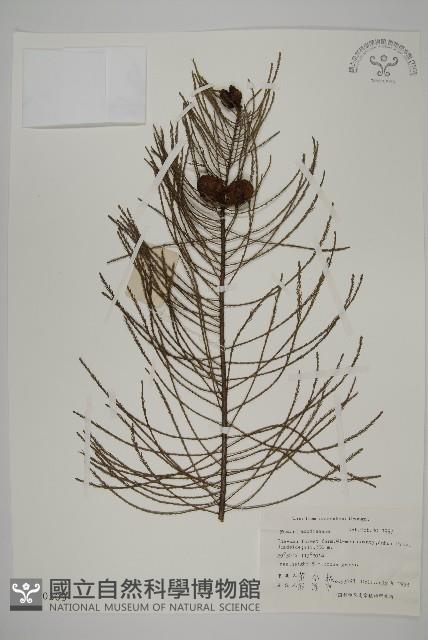 池杉藏品圖，第1張