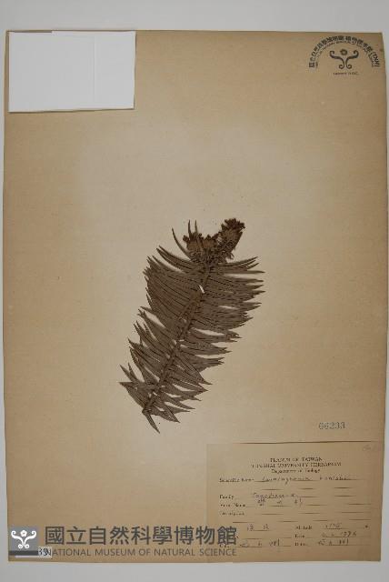 杉木藏品圖，第1張