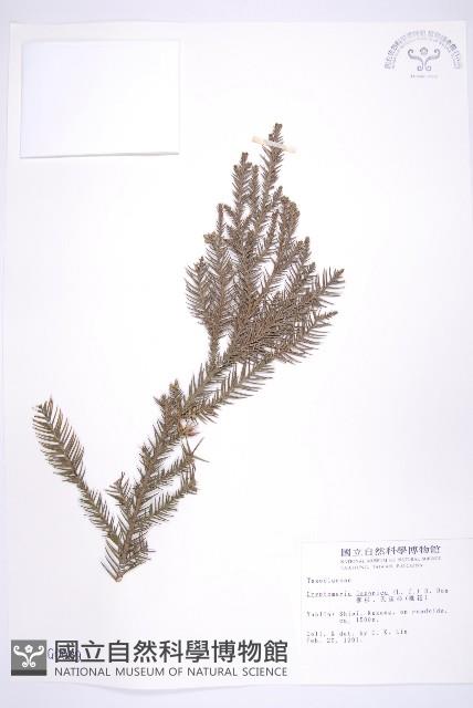 柳杉藏品圖，第1張