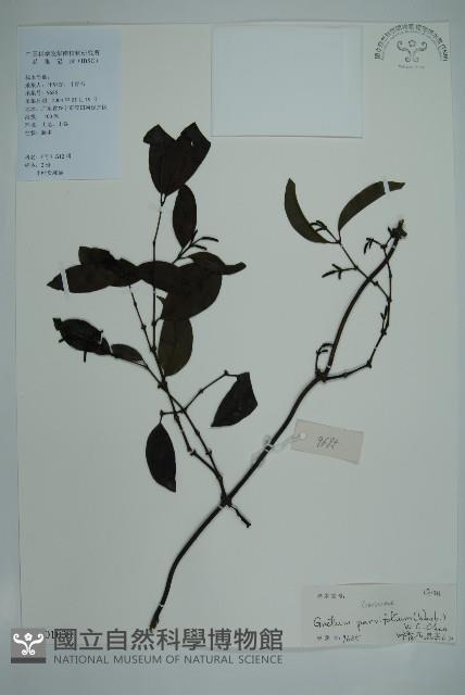 小葉買麻藤藏品圖，第1張