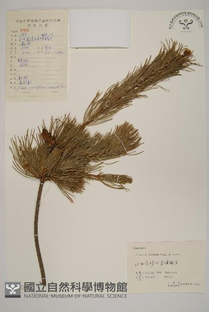 五葉松藏品圖，第1張