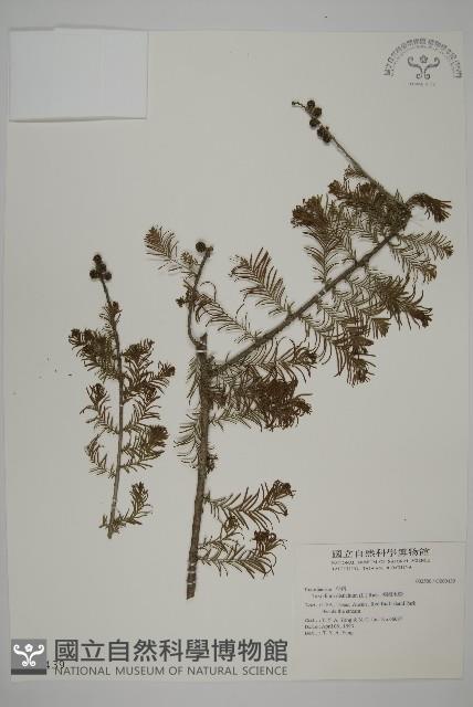 落羽松、美國水松藏品圖，第1張